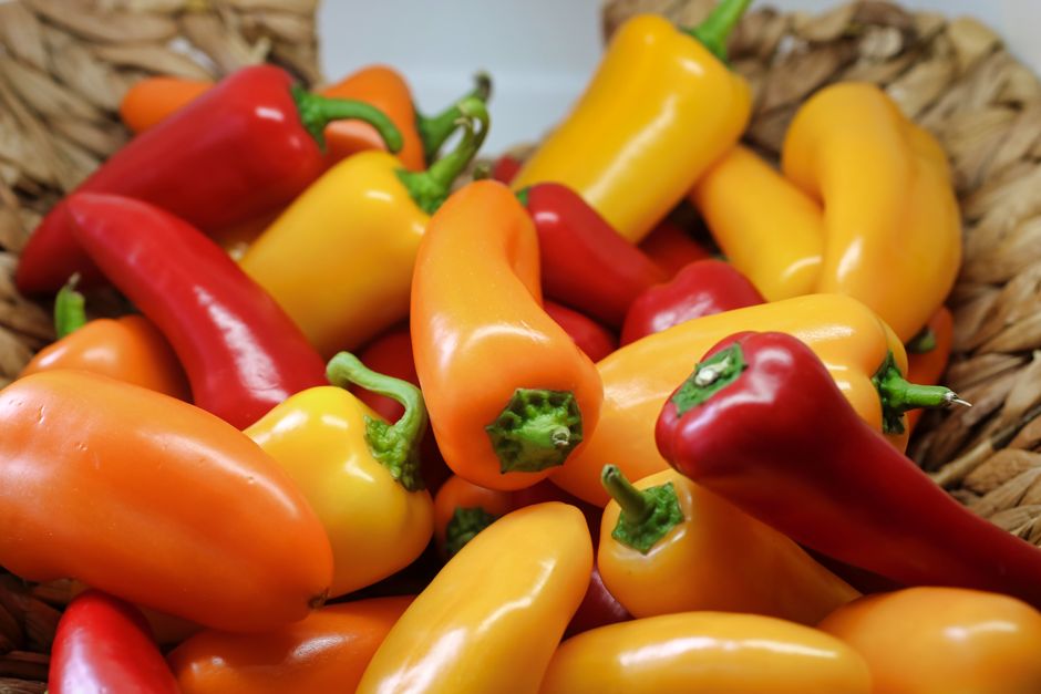 Kada sėti paprikas daigams Lietuvoje? Terminai ir sąlygos