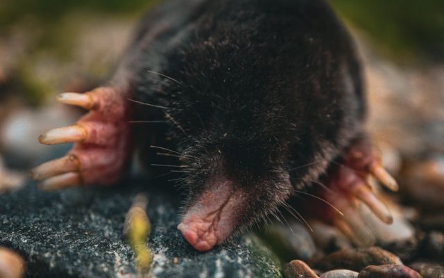 Kaip atsikratyti kurmių: veiksmingi būdai ir dažni mitai