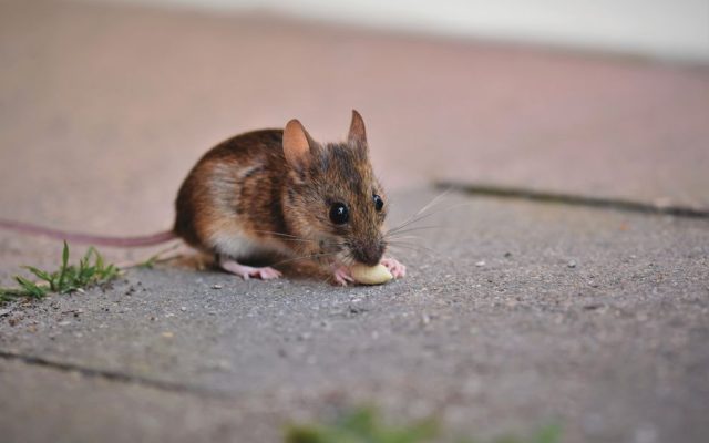 Kaip pašalinti pelėsį saugiai nuo skirtingų paviršių