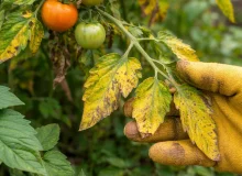 Kodėl gelsta pomidorų lapai: priežastys ir ką daryti